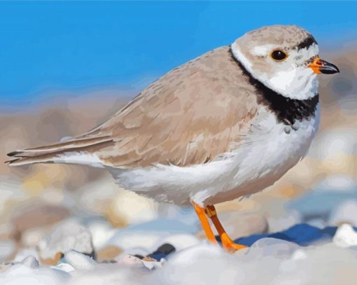 Piping Plover Bird Diamond Paintings