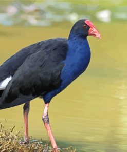 Pukeko Bird Diamond Paintings