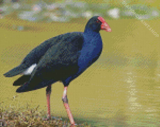 Pukeko Bird Diamond Paintings