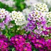 White And Purple Alyssum Diamond Paintings