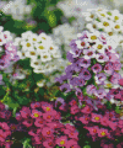 White And Purple Alyssum Diamond Paintings