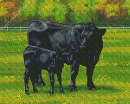 Aberdeen Angus Cows Diamond Paintings