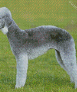 Aesthetic Bedlington Terrier Diamond Paintings