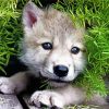 Aesthetic Wolf Puppy Diamond Painting