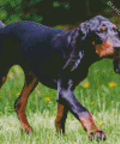 Black And Tan Coonhound Animal Diamond Paintings