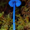 Blue Mushrooms Diamond Painting