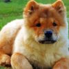 Chow Chow Diamond Paintings