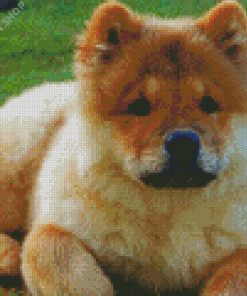 Chow Chow Diamond Paintings