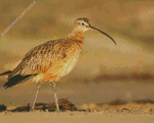 Long Billed Curlew On Morro Strand Diamond Paintings