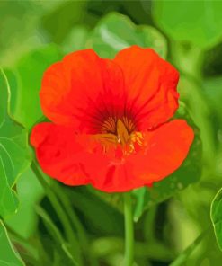 Nasturtium Flower Diamond Paintings