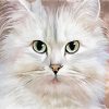 Persian Cat Diamond Painting