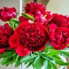 Red Peony Diamond Paintings