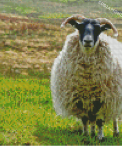 Scotland Sheep Diamond Paintings