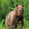 Swedish Brown Bear Animal Diamond Paintings