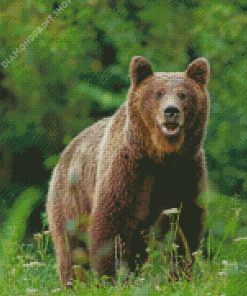 Swedish Brown Bear Animal Diamond Paintings