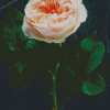 The Juliet Rose Diamond Painting