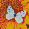 White Butterfly On Sunflower Diamond Painting