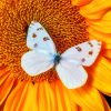White Butterfly On Sunflower Diamond Painting