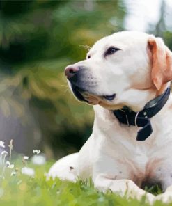 White Labrador Dog Diamond Paintings