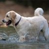 White Labrador In Water Diamond Paintings