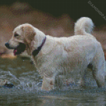 White Labrador In Water Diamond Paintings