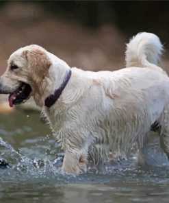 White Labrador In Water Diamond Paintings