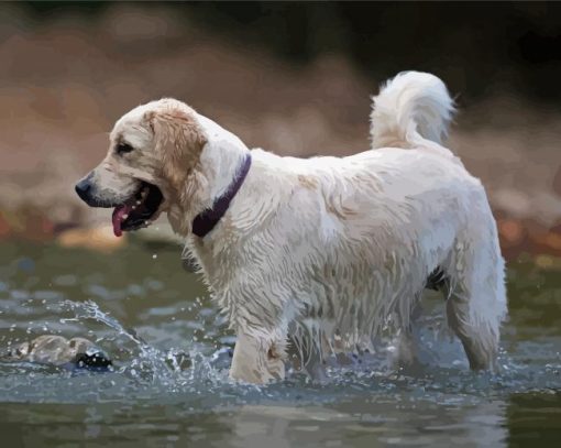 White Labrador In Water Diamond Paintings