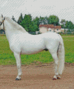 White Welsh Pony Horse Diamond Paintings