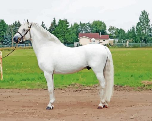 White Welsh Pony Horse Diamond Paintings