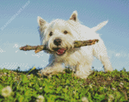 White Highland Terrier Dog Pet Diamond Paintings