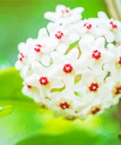 White Hoya Flowers Diamond Paintings