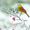 Yellow Hammer Bird In Winter Diamond Painting
