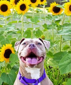 Adoranble Dog With Sunflowers Diamond Paintings