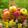 Aesthetic Apple Basket Diamond Paintings