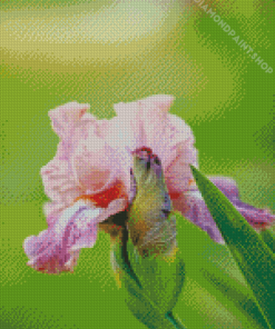 Aesthetic Pink Iris Diamond Painting