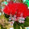 Aesthetic Red Pohutukawa Flower Diamond Painting