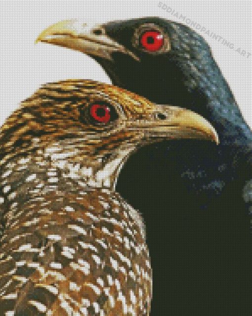 Asian Koel Birds Diamond Paintings