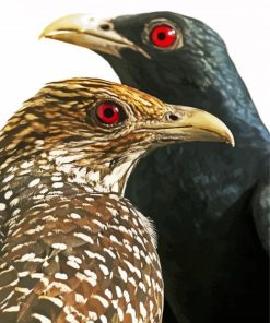 Asian Koel Birds Diamond Paintings