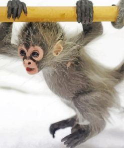Baby Spider Monkey Diamond Paintings