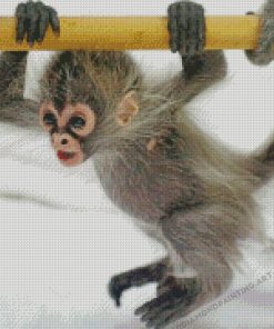 Baby Spider Monkey Diamond Paintings