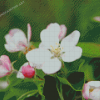 Cute Apple Blossom Diamond Painting