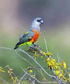 Cute Red Bellied Parrot Bird Diamond Painting