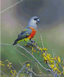 Cute Red Bellied Parrot Bird Diamond Painting