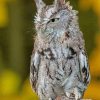 Eastern Screech Owl Diamond Paintings