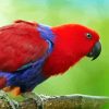 Eclectus Parrot Bird Diamond Paintings