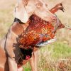 Hunting Dog With Pheasant Its Mouth Diamond Paintings