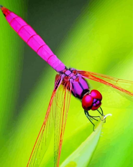 Insect Red Dragonfly Diamond Paintings