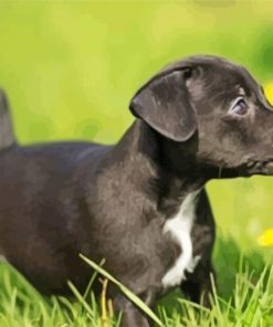 Little Patterdale Terrier Diamond Paintings