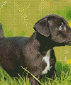 Little Patterdale Terrier Diamond Paintings