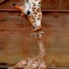 Mommy And Baby Giraffe Animals Diamond Painting